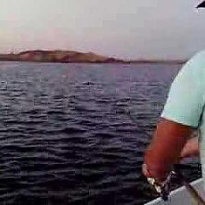 Huge Nile Perch caught on Lake Nasser www.fishzanzibar.com