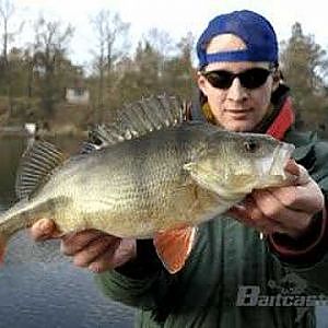 Kapitale Barsche - by www.baitcaster.de Perch Perche Baars Flussbarsch