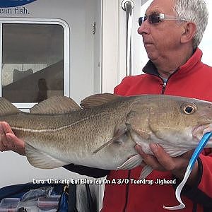 Bass, Cod, Pollock and Conger Wreck Fishing Weymouth on Tiger Lily