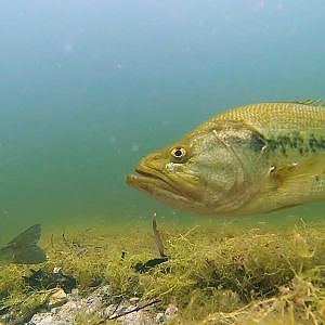 Largemouth Bass Sight Fishing Clear Water Gopro Footage