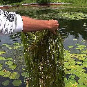 Season 8- Mat Punch Largemouth Bass