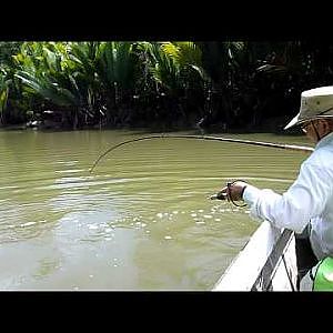 Fishing for the Papuan black bass (Lutjanus goldiei)