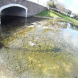 Bass Fishing Big Largemouth Bass in grass on a Jig