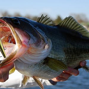 How to Catch Largemouth Bass - Winter Jerkbait Bass Fishing Tips - Lake Fork Bass Fishing Report