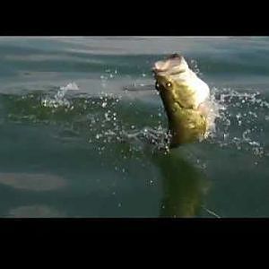 Black Bass Fishing with Stubbs--Decker Lake---  YUM Wacky Worming