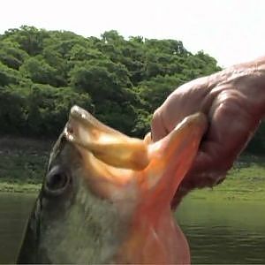 Monster Fish with Dennis Braid - Lake El Salto