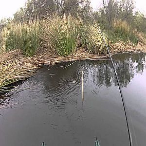 Largemouth Bass Fishing: Tossing a Senko 28 April 2012