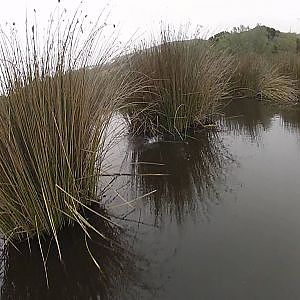 Largemouth Bass Fishing: Frog Fishing 19 May 2012