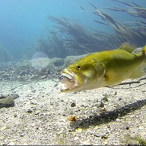 Bass Eats Lure in Ultra Clear Underwater Gopro Footage