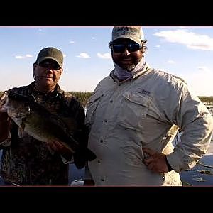 Florida Largemouth Bass Fishing with Wild Golden Shiners on Lake OKeechobee