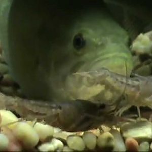 feeding live crawfish to largemouth bass