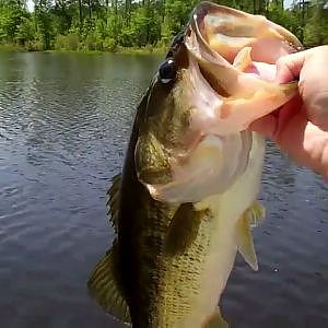 Big Bass on Frogs. Top Water Largemouth Bass Fishing in Alabama