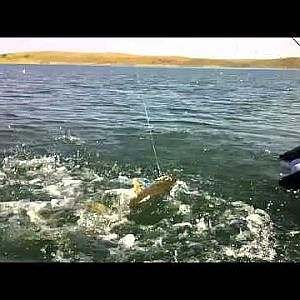 Gros Brochet et Black bass Extremadura pro Fishing 2012