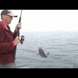 Black Sea Bass Fishing - Hilton Head, SC Action