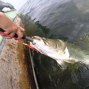 Nile Perch fishing trip to Lake Victoria, Uganda 2014