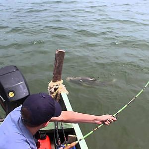 30KG Nile Perch caught on Lake Victoria - Bulago Island, Uganda