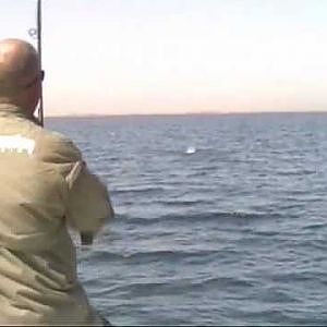 Nile Perch Heaven - Lake Nasser Egypt - how to lose a big fish!!!!