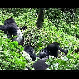 UGANDA - NILBARSCH & GORILLA ADVENTURE 2011