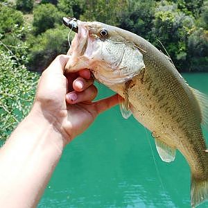 Angeln auf Schwarzbarsch in Spanien / fishing for Black Bass in Spain