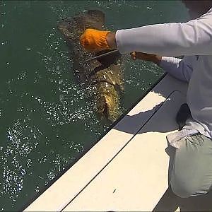 Goliath Grouper