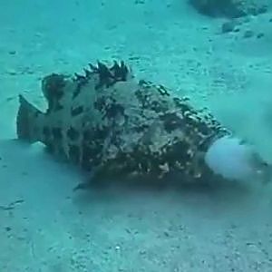 Goliath Grouper eat Fish !! Fail