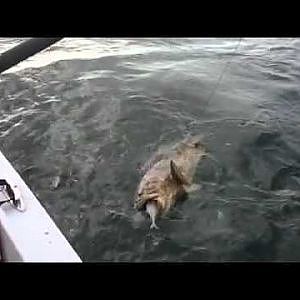 Captiva fishing - Goliath Grouper