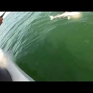 Grouper eats 4ft shark in one bite