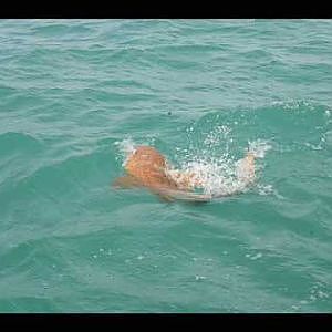 Goliath Grouper Swallows Shark