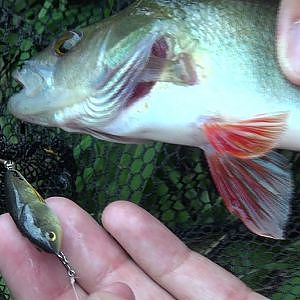 Barsch Angeln - Am kleinen Fluss mit Wobbler und Spinner auf Barsch!