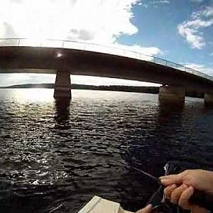 Barsche fangen am Möhnesee mit dem Drop Shot Rig im Freiwasser