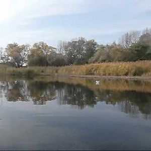 Hechte und Barsche im Flachwasser