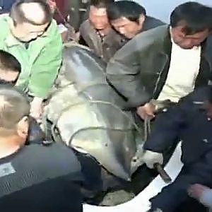 Chinese Fishermen Reel In 1360-Pound Sturgeon! - Raw Video