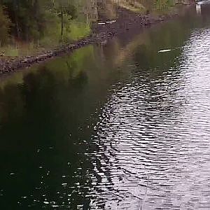 (HD) Heddon Zara Spook - Topwater  Bass Fishing- Walking the Dog