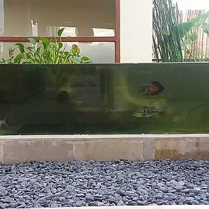 Tropical monster fish pond