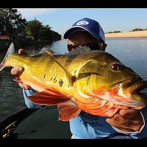 Best Miami South Florida Top Water Peacock Bass Video Ever