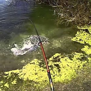 MONSTER SOUTH FLORIDA PEACOCK BASS