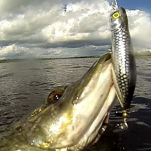 Salmo Spitting Rover vs pike. A girl fishing with lures / popper. Ð Ñ‹Ð±Ð°Ð»ÐºÐ° Ñ‰ÑƒÐºÐ° Ð½Ð° Ð¿Ð¾Ð¿Ð¿ÐµÑ€.