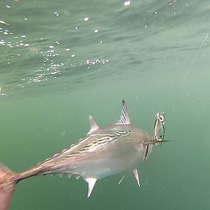 Hot Girl Fishing ...Catches Tuna ... Under Water Footage!