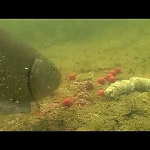 Tench Underwater Feeding on Chain Reactions.