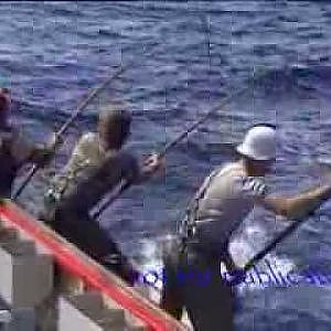 Tuna fishing 85 Port Lincoln 150 kg plus fish biggest seen in my years fishing