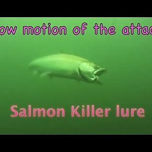 Underwater salmon Trolling wild Action GoPro