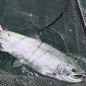 Fishing for Coho Salmon in Puget Sound