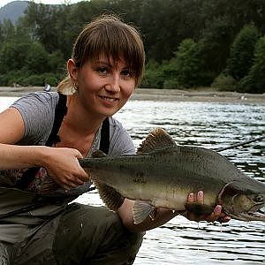 Lystfiskerinden: Chilliwack River pukkellaks (Chilliwack River pink salmon)