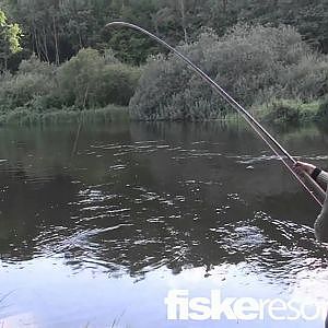 Mörrum Fishing, Mörrum fiske lax salmon seatrout, Mörrumsån