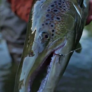 Two-handed salmon rod, Atlantic salmon and Lithuanian salmon river.