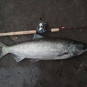 GoPro HD Hero2: Puyallup River King Salmon