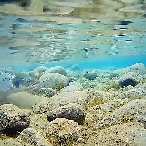 Actionpro camera underwater - Fly fishing Iceland