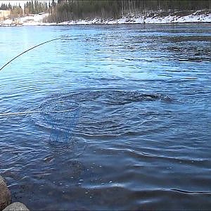 Fishing salmon River Luleå, Boden, Swedish Lapland Sweden (Laxfiske i Luleälen)