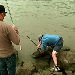 Fishing with Rod: Releasing a foul hooked salmon