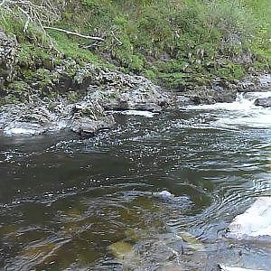 Salmon fly fishing on the River Findhorn, Scotland.